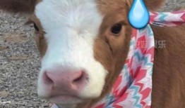 娱乐吃瓜酱1,揭秘娱乐圈那些不为人知的幕后故事