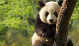 娱乐吃瓜酱大熊猫生气,萌态十足吃瓜酱娱乐