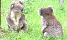 娱乐吃瓜酱考拉打架,娱乐吃瓜酱背后的神秘冲突揭秘