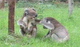 娱乐吃瓜酱考拉打架,娱乐吃瓜酱背后的神秘冲突揭秘