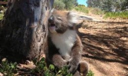 娱乐吃瓜酱考拉打架,娱乐吃瓜酱背后的神秘冲突揭秘